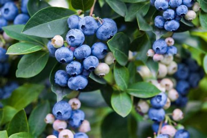 Can blueberries grow in Montana