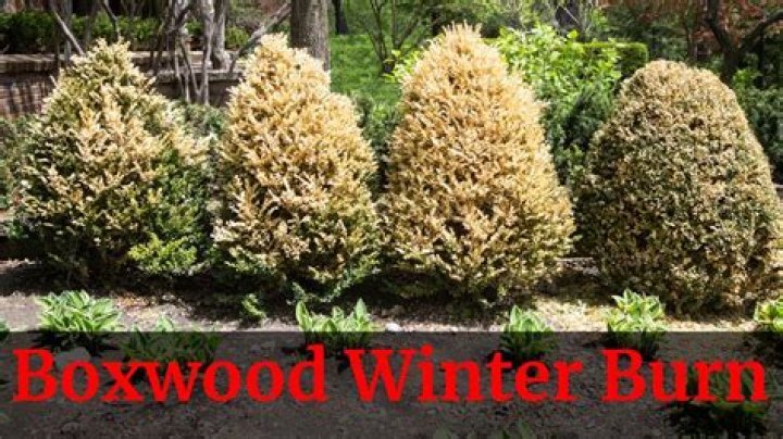 Can boxwoods recover from winter burn