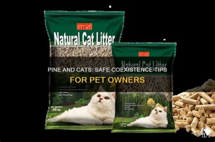 Can cats be around Pine