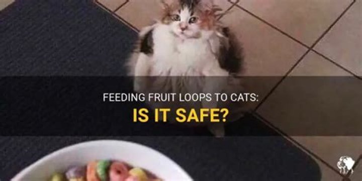 Can Cats Eat Fruit Loops