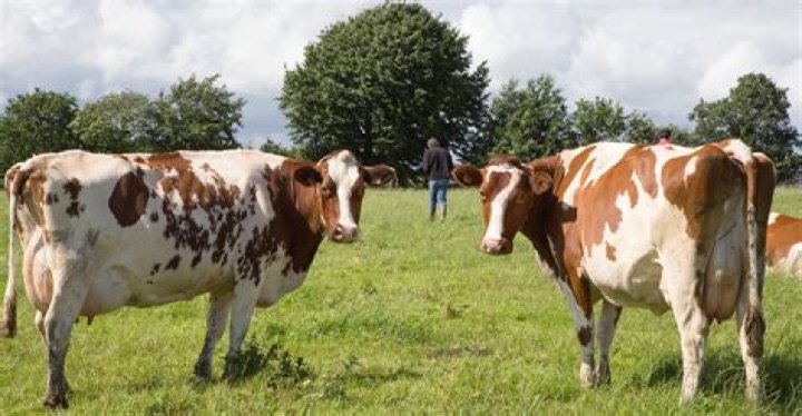 Can cows eat vegetable scraps