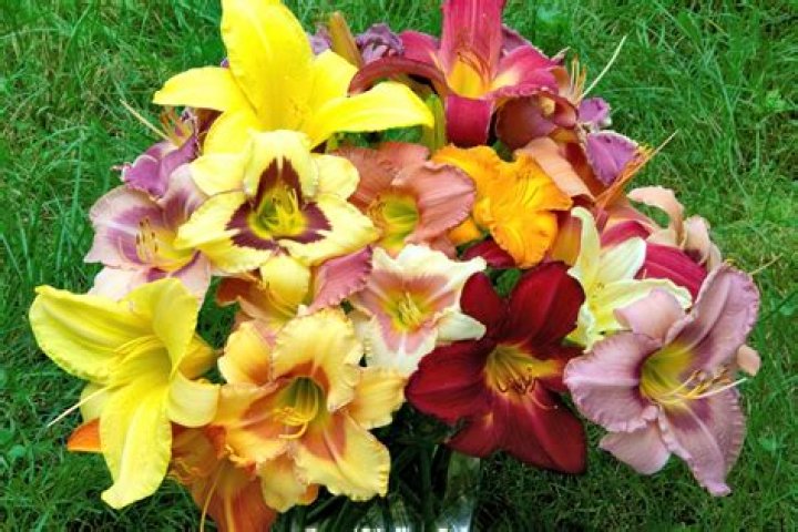 Can daylilies be grown in containers