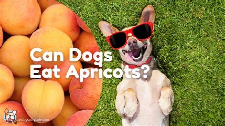 Can Dogs Eat Apricots - How To Discuss