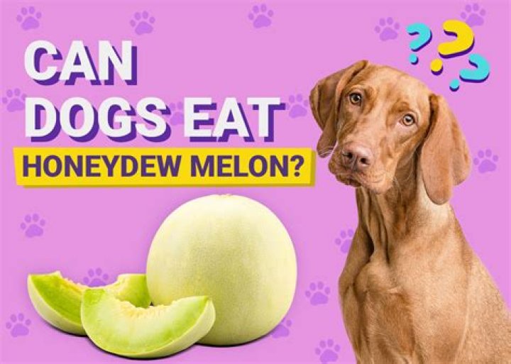 Can Dogs Eat Honeydew - How To Discuss