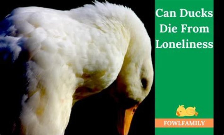 Can ducks die from loneliness