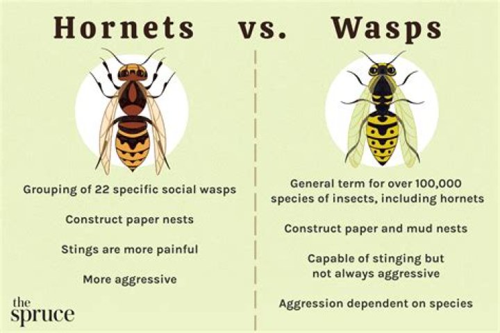 Can Flies Have Stingers - How To Discuss