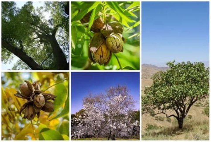 Can guava trees grow in Texas