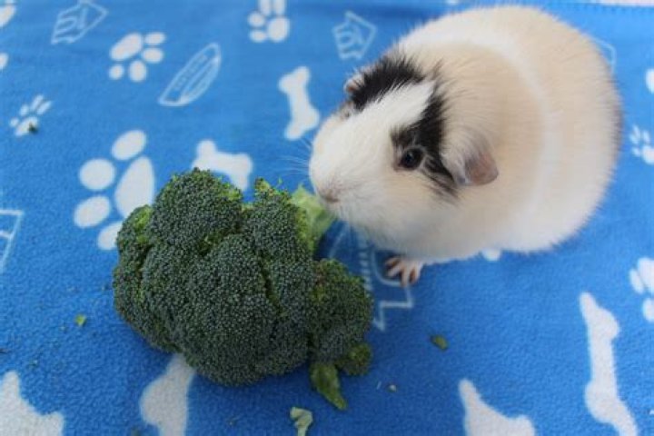 Can Guinea Pigs Eat Broccoli