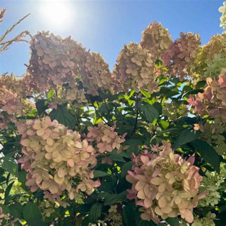 Can I grow hydrangeas in full sun