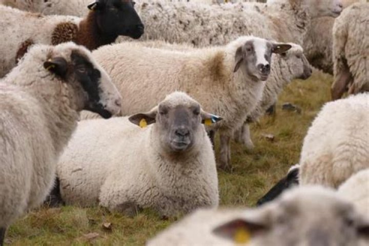 Can I Keep A Sheep In My Garden