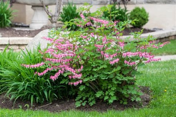 Can I transplant bleeding heart in summer