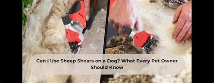 Can I Use Sheep Shears On My Dog