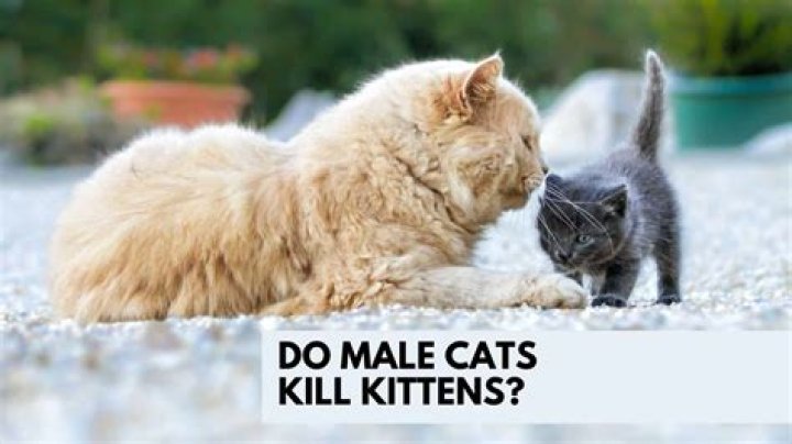 Can mums kill cats