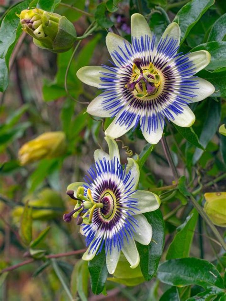 Can passion flowers grow in shade