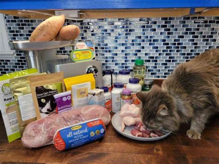Can Rats Have Cat Food
