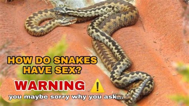 Can Snakes Get High - How To Discuss