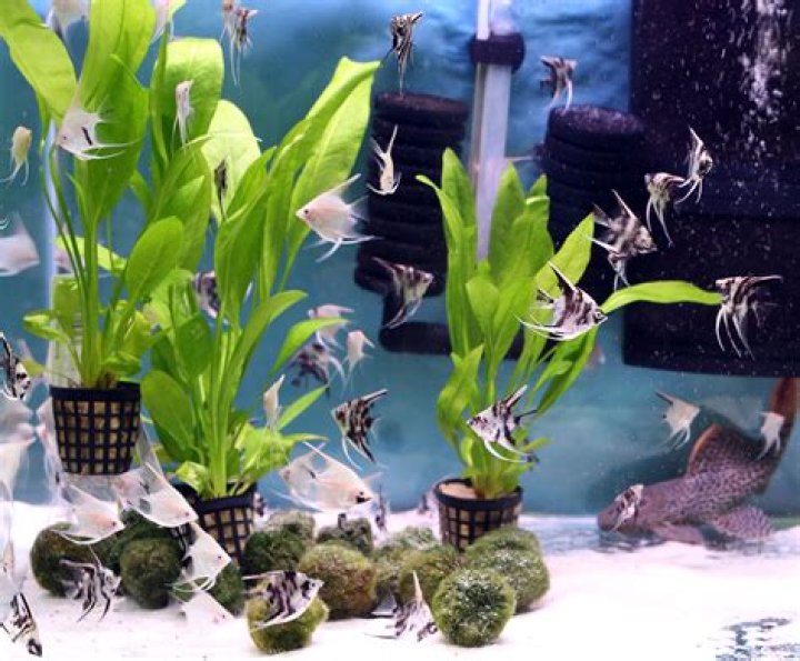 Can you boil aquarium plants