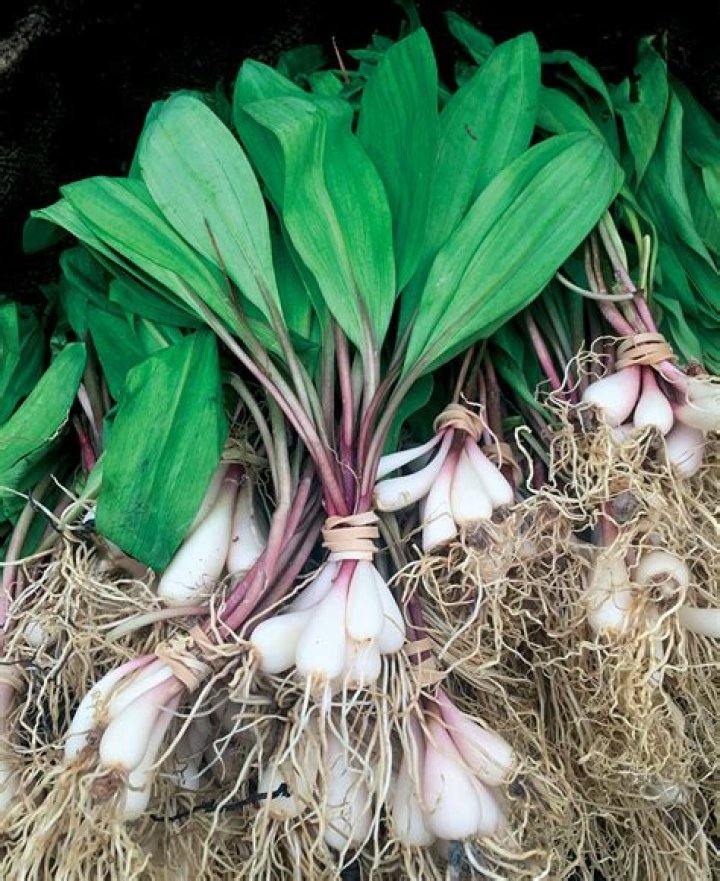 Can you cultivate ramps