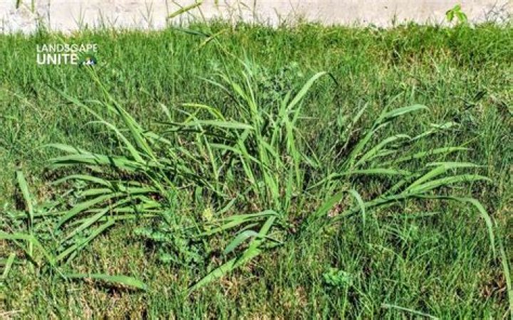 Can you eat grass without an appendix