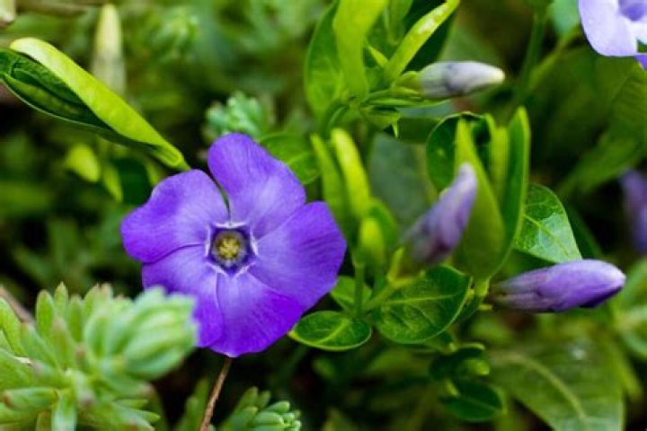 Can you eat periwinkle flowers
