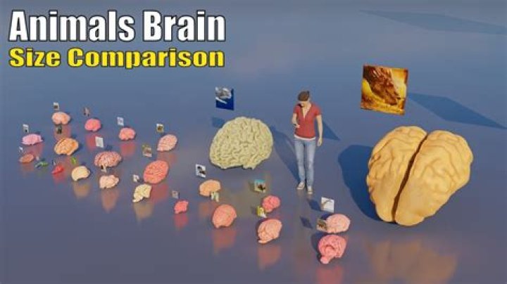 Can you eat rabbit brain