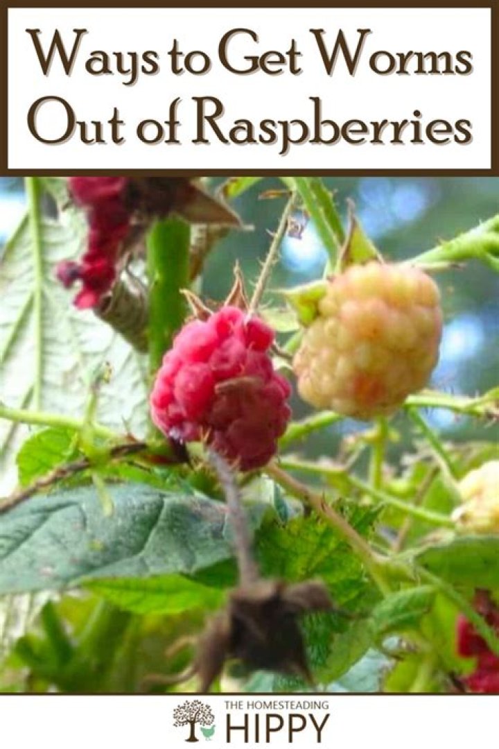 Can you eat raspberries with worms
