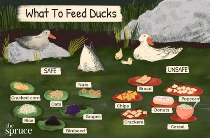 Can you feed ducks cat food