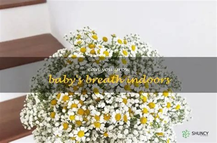 Can you grow babys breath