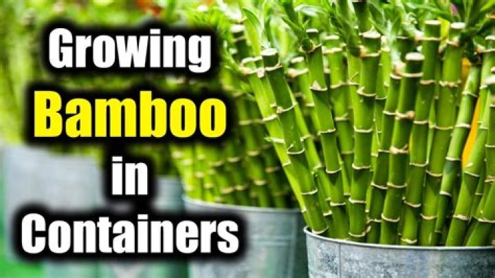 Can you grow bamboo in Las Vegas