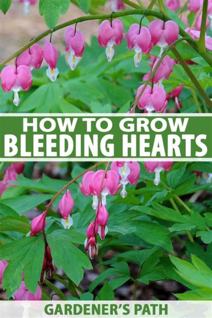 Can you grow bleeding hearts indoors