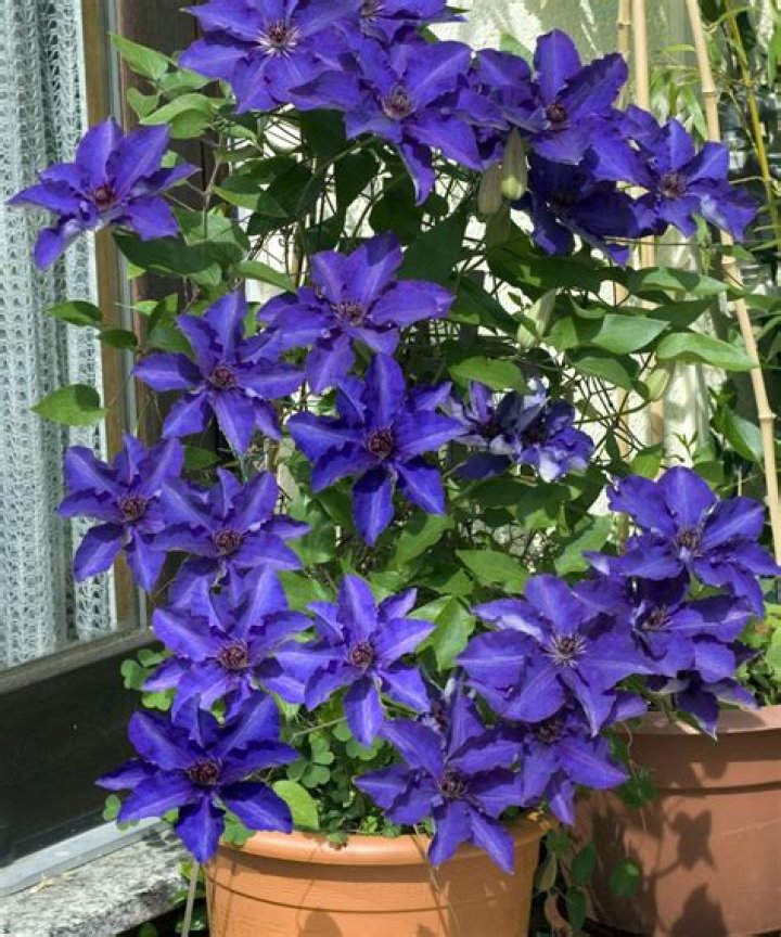 Can you grow clematis in South Florida