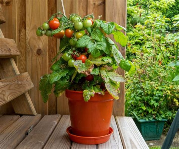 Can you grow tomatoes with artificial light