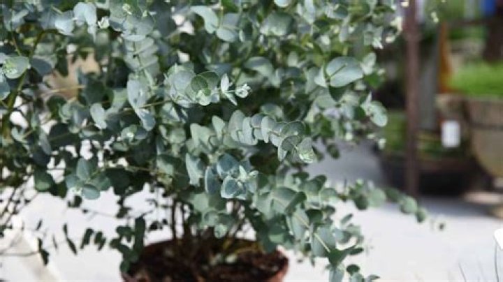 Can you grow your own eucalyptus