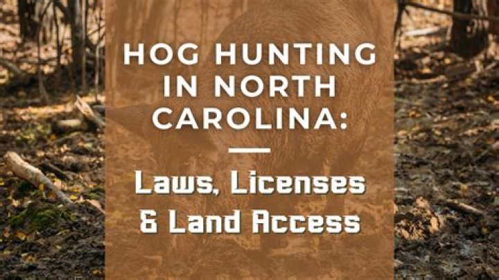 Can you hunt hogs on public land in Texas