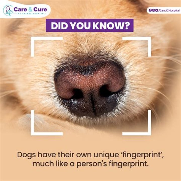 Can you identify a dog by its nose print