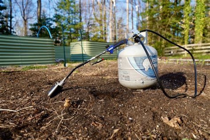 Can you kill weeds with a blowtorch