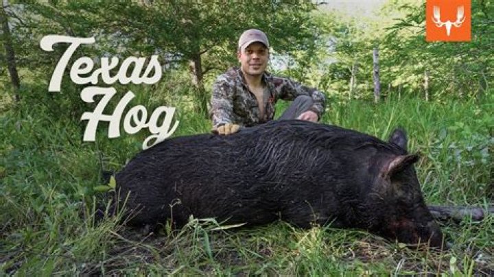 Can you kill wild hogs in Texas