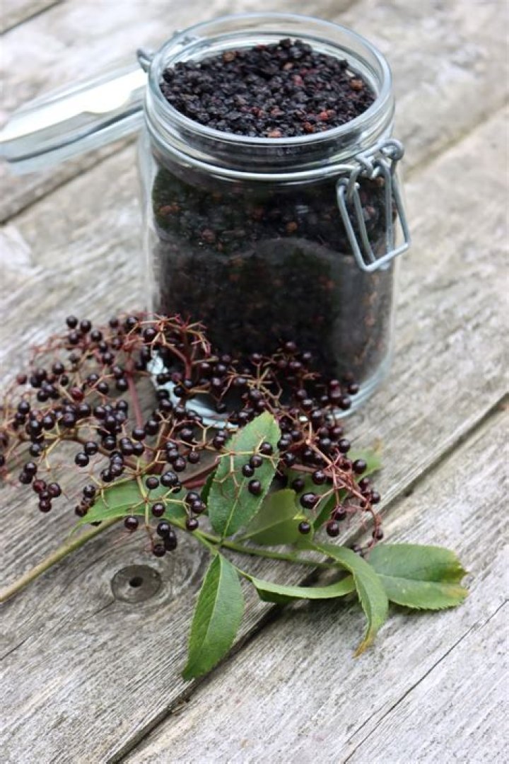 Can you plant dried elderberries