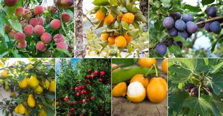 Can you plant fruit trees in the summer