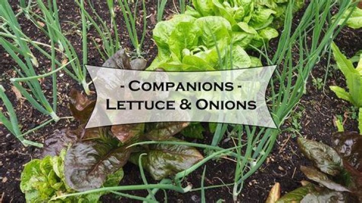 Can you plant lettuce and onions together