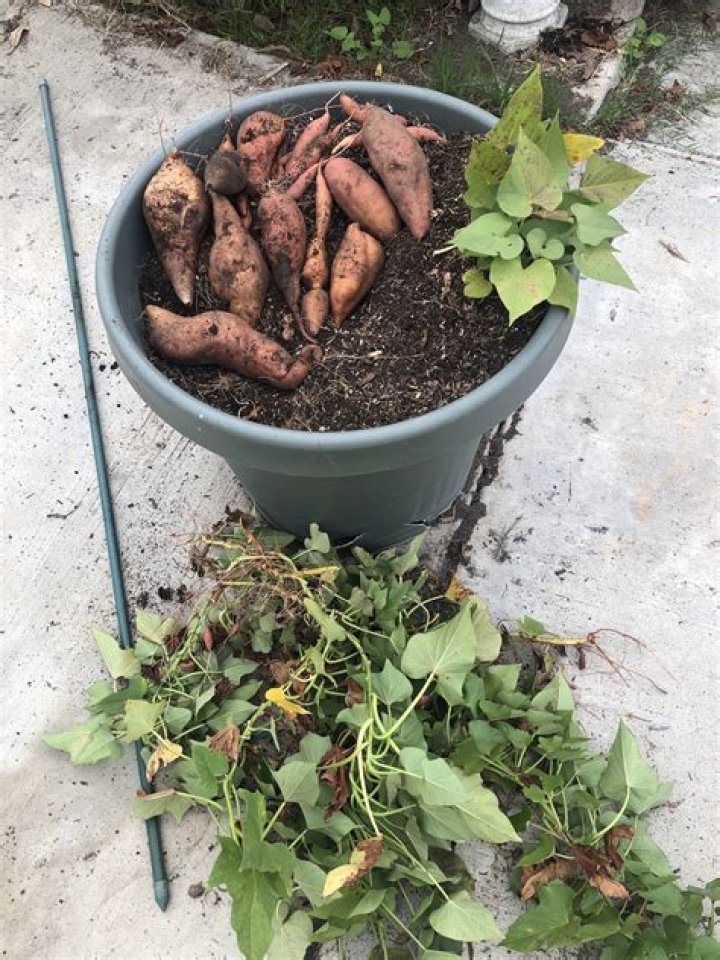 Can you plant sweet woodruff in the fall