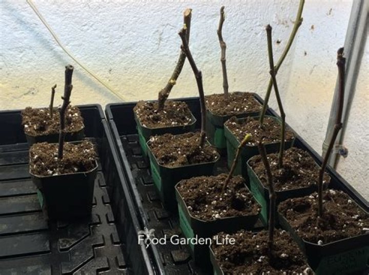 Can you root fruit tree cuttings