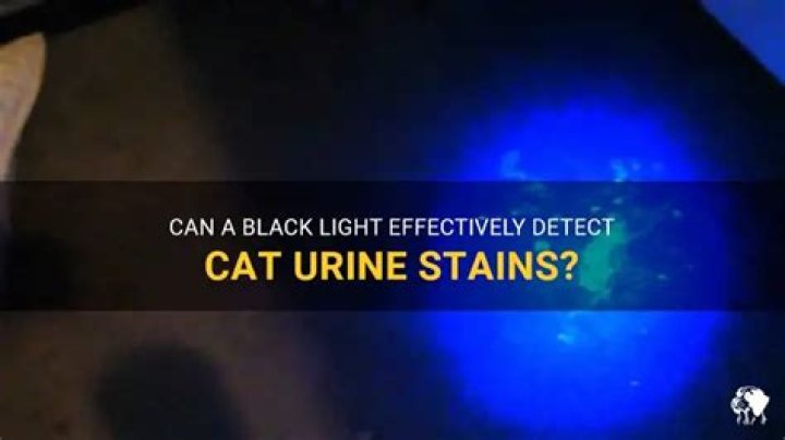 Can you see urine with a black light