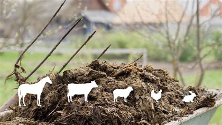 Can you use composted manure as mulch