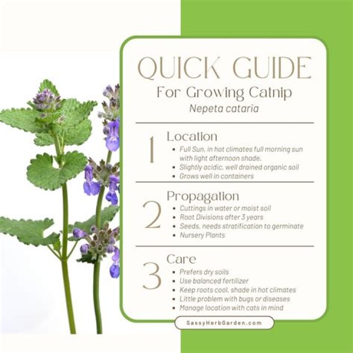 Catnip flower - How To Discuss