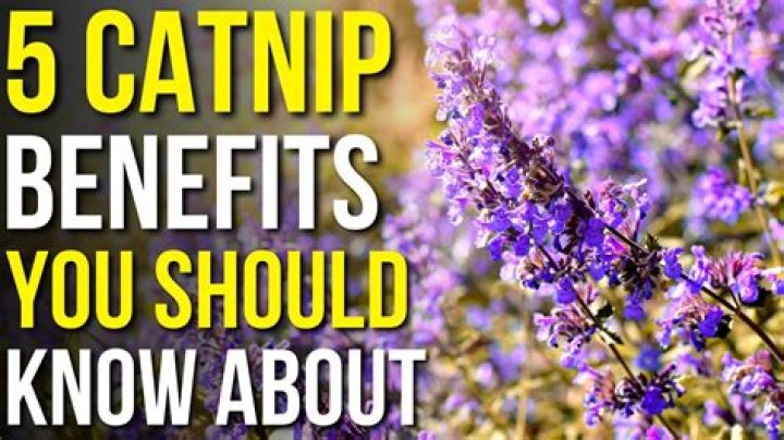 Catnip Tea For Babies - How To Discuss
