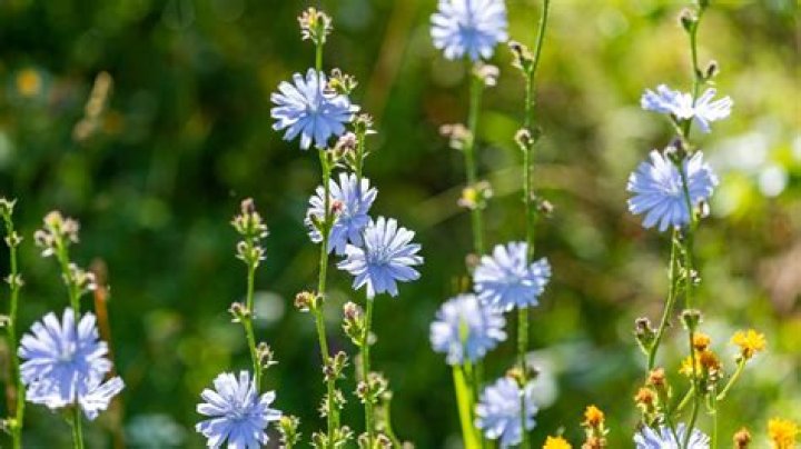 Chicory flower - How To Discuss