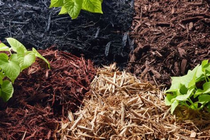 Commercial Mulch Dye - How To Discuss