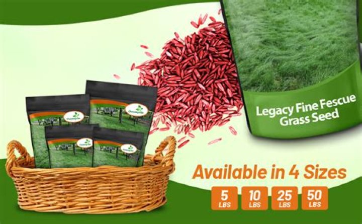 Creeping red fescue - How To Discuss