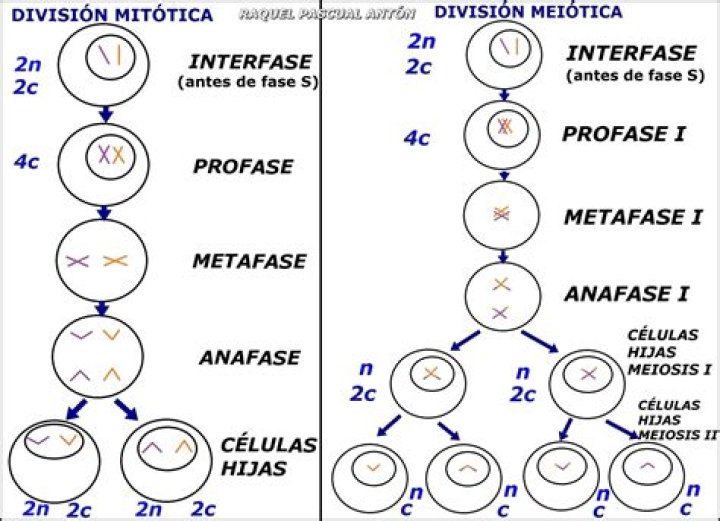 ¿Cuántos cromosomas hay en la profase 2 de la meiosis